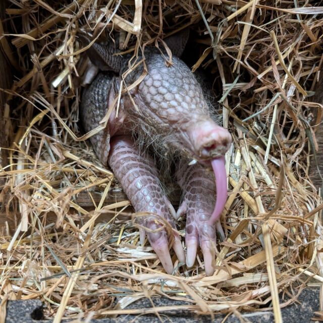 Started Monday with big dreams but reality hit fast. ➡ Back to sleep mode for now!

Most nine-banded armadillos sleep 16 hours a day, but when they're awake they're busy searching for yummy earthworms and insects!
.
.
.
#mondaymood #ninebandedarmadillo #armadillo #cuteanimals #morningvibes