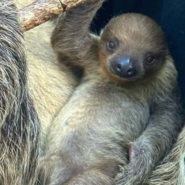 Today, we are truly heartbroken to share the unexpected passing of Nicko, our beloved baby two-toed sloth. A necropsy was performed, and it has been determined that Nicko passed from a viral disease. When Nicko presented with symptoms of respiratory illness, zookeepers and veterinary staff provided supportive care and treatment, but he succumbed to the virus.

The rainforest and veterinary staff are continuing to monitor all the sloths for changes in their condition or behavior. Two of our other sloths are currently undergoing treatment and are responding positively. Beanie, Nicko’s mom, appears to be behaving normally and we will continue to monitor her behavior as well.

Our zookeepers, veterinary and animal care staff, and the entire Roger Williams Zoo family are mourning this loss deeply. Nicko will always be remembered for his gentle spirit and will be missed greatly by all. 💙