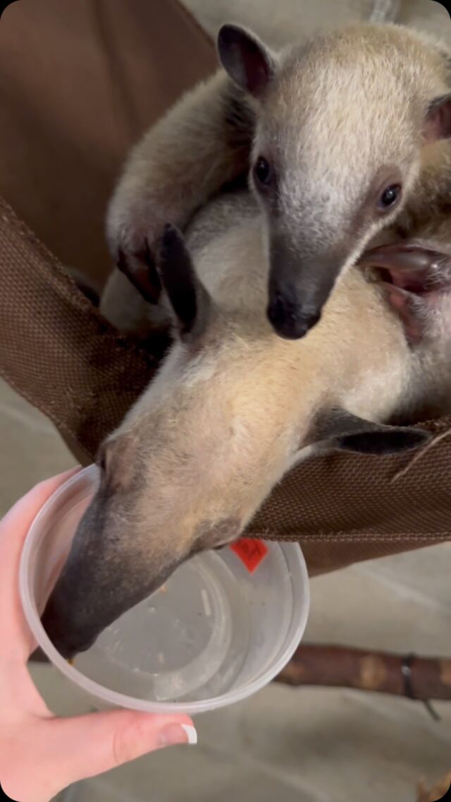 It’s #TongueOutTuesday! Have you ever seen the tongue of a Tamandua, (also known as the lesser anteater) in action? At nearly 16 inches long, their sticky tongues are the perfect bug catcher! 

P.S. baby Gustavo and mom Carina are both doing well and still relaxing behind-the-scenes for now! 🥰

#zootok #zootiktok #zooanimals #tamandua #lesseranteater #anteater #tongue #babyanimals #zooborns #rwpzoo