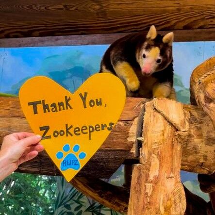 Thank you, Zookeepers! 🧡 It's #NationalZookeeperWeek and we want to take the time to show that our keepers, and all zookeepers, are truly appreciated (especially by the animals in their care). Being a zookeeper isn't easy work, it comes with a lot of mental and physical strain. From early mornings to late nights, zookeepers dedicate countless hours to ensuring the well-being of their animals. Their passion and commitment to animal care and conservation are truly inspiring. 

The work we do wouldn't be possible without these selfless heroes working to help protect wildlife and wild places every since day. And to the zookeepers, we see you and value you more than you know! Next time you visit our Zoo, please take a moment to thank a Zookeeper, or share a smile if you see one. 🙌🏽
.
.
.
#thankyouzookeepers #zookeeperweek #zookeepers #zoo #animalsofinstagram #cuteanimals #appreciationpost #conservation #animalcare #foryou #fypage #rwpzoo