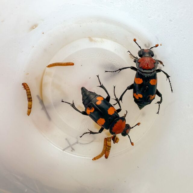 We're thrilled to share exciting news about the American Burying Beetle Recovery Program!

This past year, RWPZoo successfully bred 300 American burying beetles, while our partners at SUNY Cobleskill contributed an additional 100. In late June, all 400 beetles were released onto Nantucket Island.

But the good news doesn't stop there! While on Nantucket, our team conducted trap monitoring and found a remarkable result: 36 wild beetles! This number is over three times what we found in 2023, highlighting a thriving wild population.
To further assess the success, we recently returned to Nantucket and examined 30% of the broods. We were thrilled to discover 547 larvae, leading us to estimate a total of 1,751 larvae produced across the entire release! This is a fantastic indicator for the future survival of the American burying beetle.

This incredible achievement wouldn't have been possible without the dedication of our partners, the U.S. Fish and Wildlife Service (USFWS), The Nature Conservancy’s Block Island Office, and the Nantucket Conservation Foundation. Their unwavering support has been instrumental in this program's success.

We also extend our deepest gratitude to the many dedicated volunteers who helped us throughout the year, including those from the Nantucket Land Bank, Maria Mitchell Association, and the Linda Loring Nature Foundation. Your contributions are invaluable!

Together, we're making a real difference for this fascinating species.