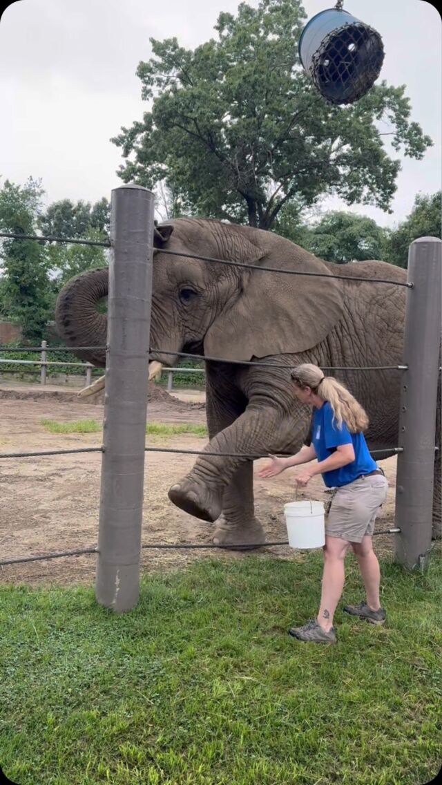 A peek at some elephant training with our keepers! 👀 

Countless hours of training, years of building trust, lots of love, and positive reinforcement are all key factors in building this incredible relationship with their keepers. Everything the trainers ask the girls to do has a significant meaning. Lifting feet, lying down, showing their ears, and turning are all critical skills that allow our elephants to participate in their own health care. 

Happy #ZookeeperWeek! 💙