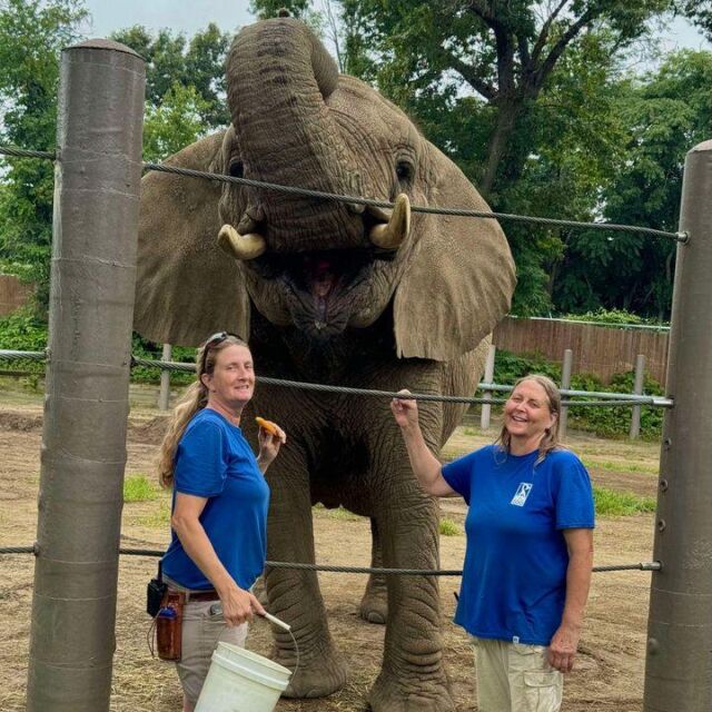 Day 3 of #ZookeeperWeek and we are shouting out our elephant care team! 🐘

From giving those giant feet some TLC, to training animal husbandry behaviors, our keepers work tirelessly to provide the best possible life for our herd. This training is critical to keeping our girls happy and healthy, as it allows them to participate in their own health care, making it easier on their trainers and on themselves. Stay tuned for a video of some of this training later tonight!

The relationship these keepers have with our girls Alice, Ginny, and Kate is like no other! Thank you, Zookeepers! 💙