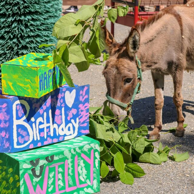 Willie’s Wild 30th! 🎉 Our incredible keepers threw a dirt-y 30 party for this special guy including an ice cake, tasty browse, enrichment decorations, and his alpaca friends! Please join us in wishing Willie a very happy birthday! 🥳
•
•
•
#happybirthday #donkey #zooanimals #birthdayparty #celebration #adorableanimals #animalsofinstagram #zoo #rwpzoo