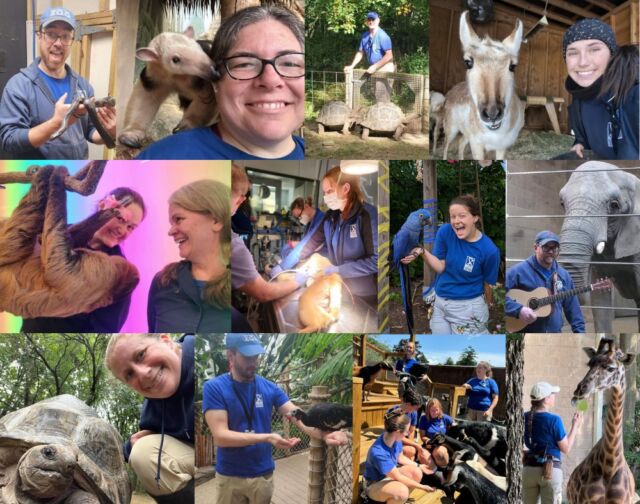 We 💙 our zookeepers! These are the people who pour their hearts into caring for our animals every single day. We are so lucky to have them! They always go the extra mile, whether it's throwing a birthday party for an animal, taking our donkey for a walk, or putting together creative and fun enrichment. We hope all of our keepers had a wonderful #ZookeeperWeek! 🎉
.
.
.
#zookeeperlife #zookeepers #thankyou #zoo #appreciationpost #animalsofinstagram #animals #cuteanimals #animallovers #rwpzoo