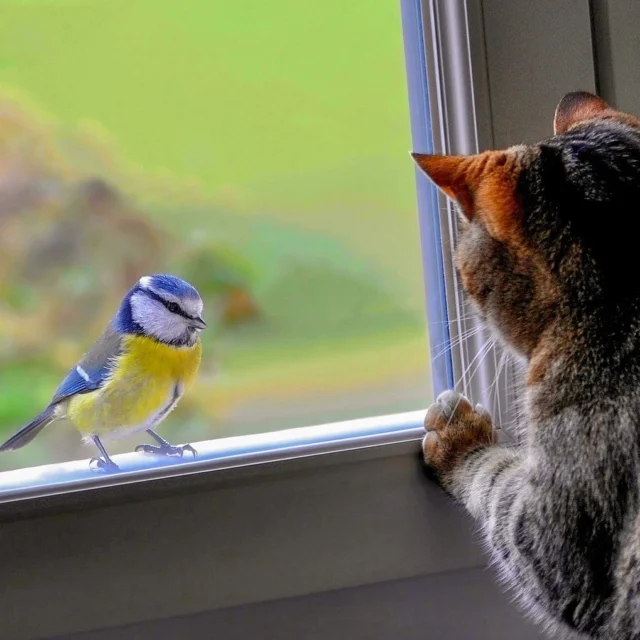 🐦 Love birds? Keep your cat indoors! It's a win-win: your furry friend stays safe, and our feathered friends can thrive. #DYK cats in the US alone kill an estimated 2.4 billion birds each year?

By keeping your cat indoors, you're not only protecting birds but also ensuring your cat's safety.

🐈‍⬛ Want to give your cat some outdoor time? Try a “catio” or a harness for supervised walks.

The RWPZoo is proud to be part of the @safesongbirds program. Together, we can make a difference for our feathered friends! #songbirdSAFE