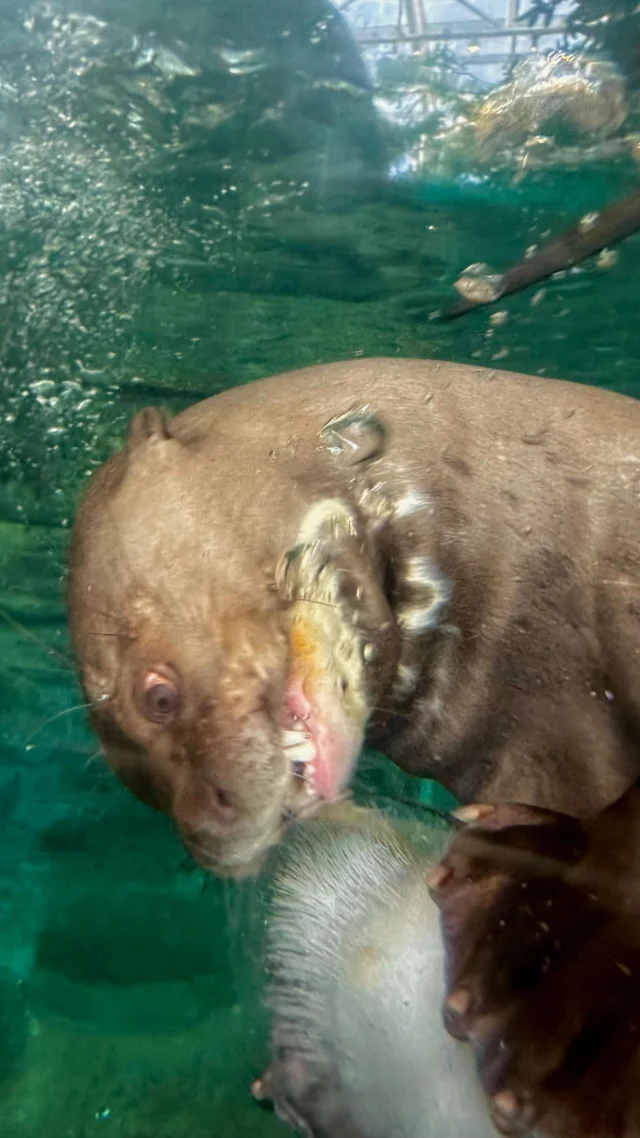 Fernando the giant river otter had a fish-tastic time celebrating his 10th birthday with some “balloon” fish ice treats! 🐟🥳🎉