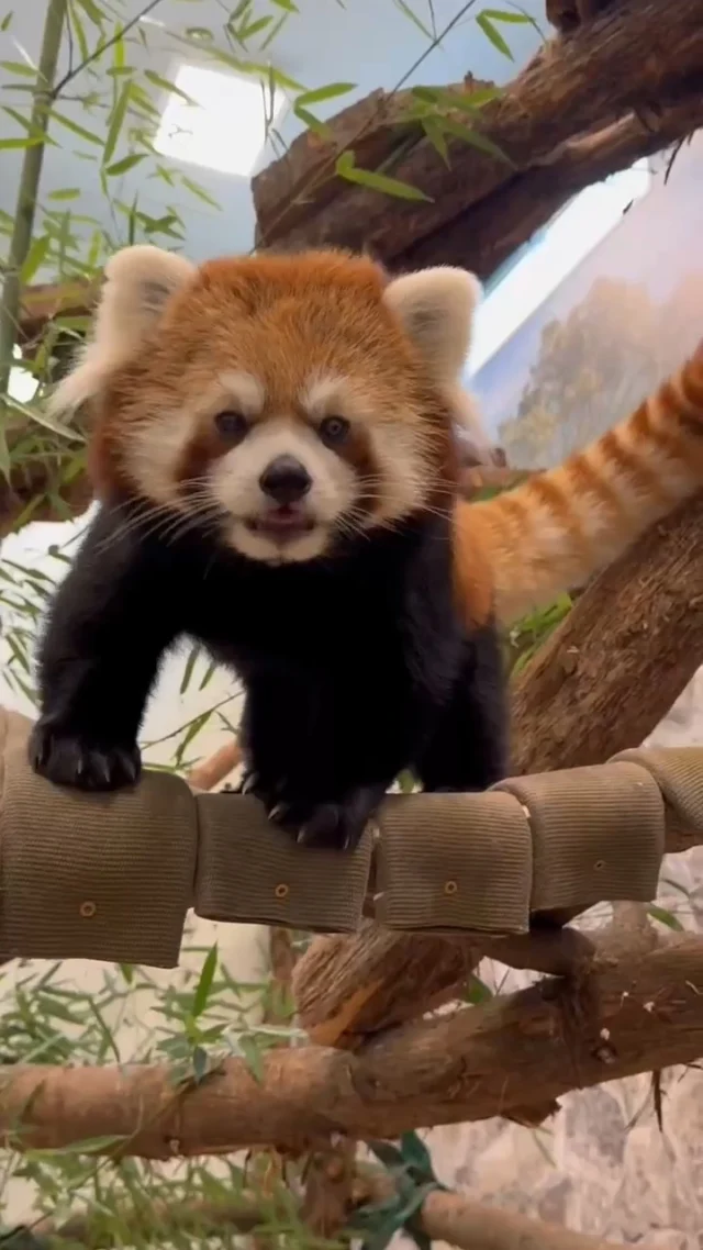 Spreading the love and awareness for this incredible species on International Red Panda Day! ❤️

By visiting our red pandas Zan and Kendji at the Zoo, you are supporting the important work being done to help repopulate this endangered species. Roger Williams Park Zoo is a part of the Red Panda SAFE (Saving Animals From Extinction) Program and the Association of Zoos and Aquariums' Red Panda Species Survival Plan. Zan and Kendji hope to see you for a visit soon! 🥰

#IRPD24 #IRPD2024 #InternationalRedPandaDay #redpanda #cuteanimals #adorable #animalseating #iloveyou #animals #zoo