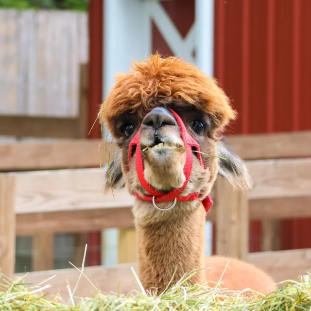 A silly smile to brighten your Monday! 😁 
.
.
.
#smile #mondaymotivation #happymonday #alpaca #zooanimals #farmyard #adorable #happy #zoo #rwpzoo