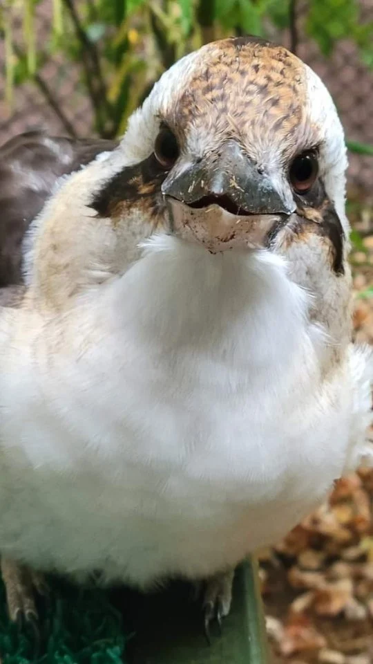 So proud of this little guy! 🐦 Meet Joey, the kookaburra! This 7-year-old is learning new skills like how to get weighed like a pro. By teaching him these new concepts, our keepers can build stronger bonds and manage his care more efficiently. It's amazing how these intelligent birds can adapt to new routines! 

📸: Keeper Khaz 

#kookaburra #animaltraining #conservation #birdsofinstagram #animalcare