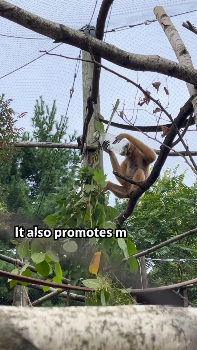 Some tree-mendous foraging enrichment for our white-cheeked gibbons, Ari and Quon! 🌳🍃

📸: Keeper Bri