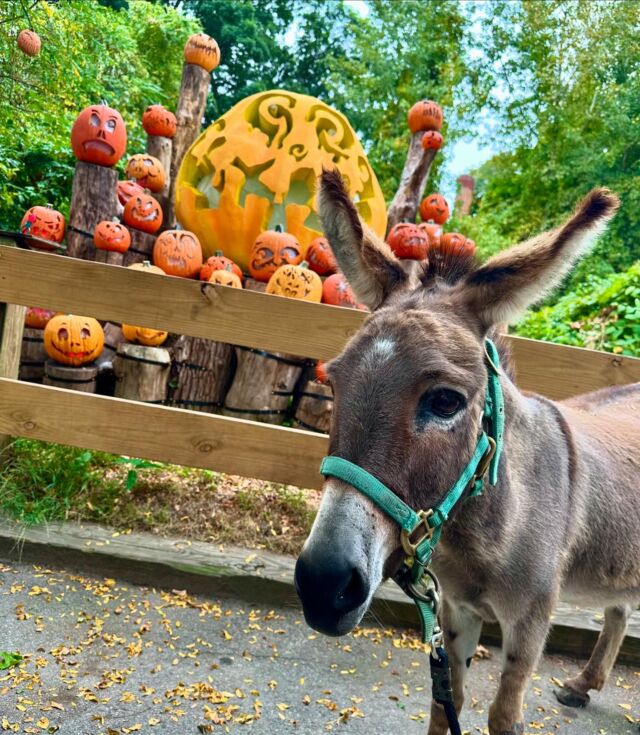 Willie is ready for tonight’s Jack-O-Lantern Spectacular opening! 🎃 Are you? 

Visit the link in our bio to plan your visit! 👻

A special thanks to Citizens for being the presenting sponsor of the Jack-O-Lantern Spectacular 💚