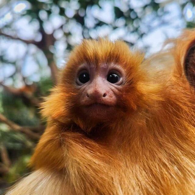 Ladies and gentlemen, ✨her✨ Meet Nora, the newest member of our GLT family! 🧡

Nora was born to mom Raff and dad Kyle on August 29. Keep an eye out for her while she is exploring our faces of the rainforest habitat with mom and dad!