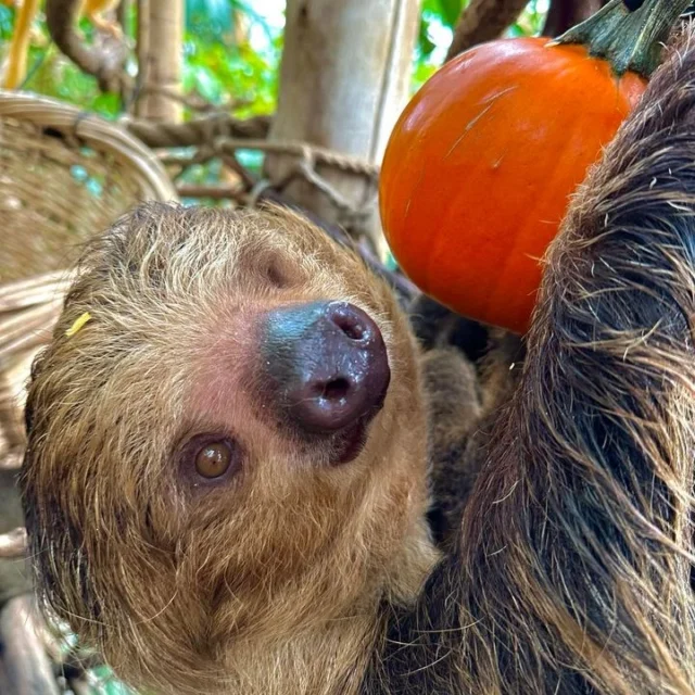 It's October 1st and Fiona says bring on the pumpkins! 😉🎃
.
.
.
#pumpkins #pumpkinseason #pumpkinspice #fall #halloween #sloth #slothsofinstagram #animals #cuteanimals #adorable #sloths #rwpzoo #zoo