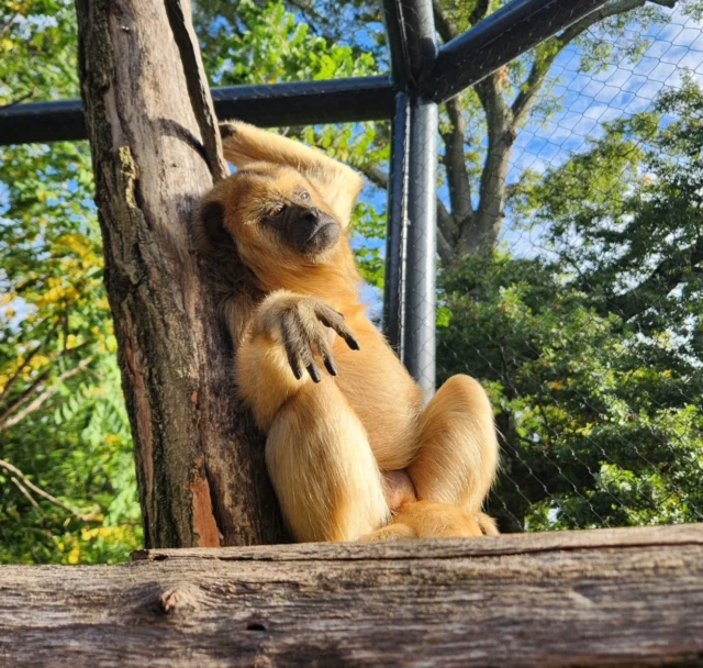 💭 Moo Deng this, Moo Deng that... what about Finley?

📸 Keeper Kim
.
.
.
#moodeng #howlermonkey #monkey #mood #animalsofinstagram #zoo #rwpzoo