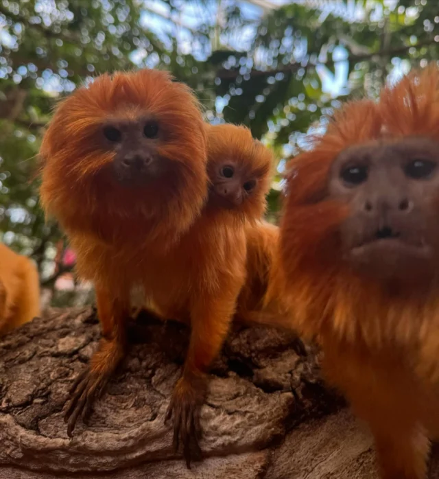 Sundays are for family 🧡 Swipe for cuteness! 

#Funfact - Golden lion tamarins have strong family structures, and all members of the group contribute to raising their young. Dad Kyle is very involved, and helps mom with carrying and caring for baby Nora!