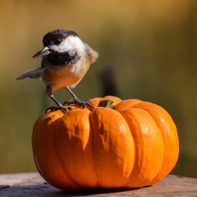 Spooky season doesn't have to be scary for wildlife! 👻🎃🐦🦇 Ensure your Halloween is festive AND safe for our feathered and furry friends:

👻 Skip the fake spiderwebs. Birds & other wildlife can become entangled.
👻 Choose natural alternatives. Try corn stalks, hay bales, and pumpkins!
👻 Dispose of pumpkins responsibly. Compost them or roast the seeds for a snack.
👻 Avoid flashing lights that can disorient animals. Opt for LED or solar-powered decor.
👻 Secure decorations. Prevent wildlife from getting tangled.

Let’s keep Halloween fun for us and safe for wildlife!  #spookyseason #songbirdSAFE @safesongbirds