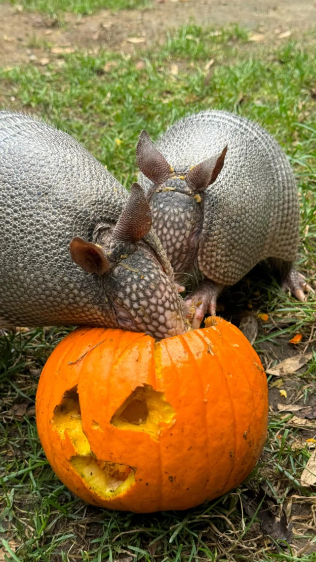 Shell-abrating pumpkin season with some gourd-geous enrichment for our armadillos! 🎃 

Dorothy and Blanche bug-ged out over their mealworm filled pumpkin enrichment! Pumpkins as puzzle feeders engage different senses and encourage exploration for our animals. Plus, they taste pretty good too! 😋

Thanks to @confredafarms for donating these pumpkins for our animals to enjoy! 🧡

#pumpkinszn #pumpkins #gourd #armadillos #pumpkincarving #enrichment #zoo #rwpzoo