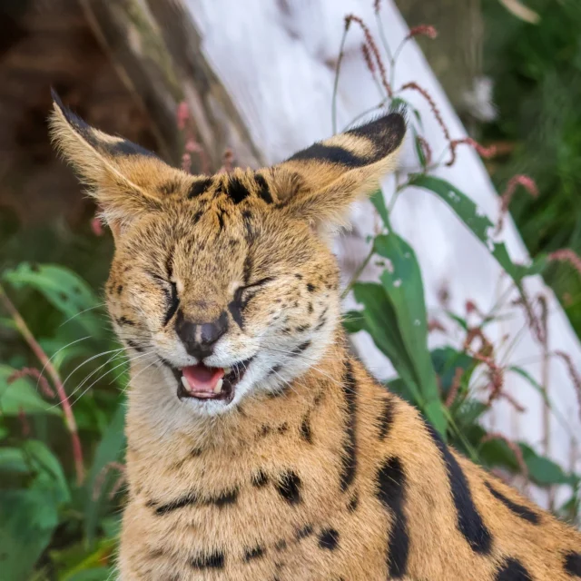 Happy Caturday, friends! 😸
.
.
.
#Serval #caturday #catsofinstagram #africancat #catlovers #zoo #cuteanimals #rwpzoo