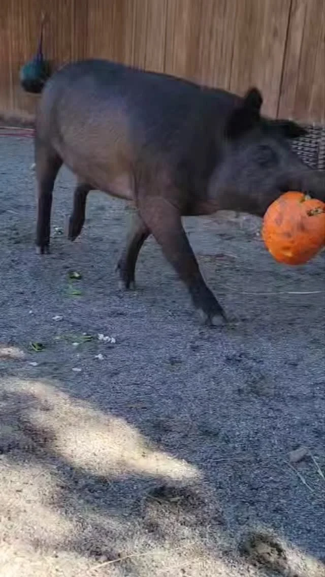 🎃🐷 Spooky season means pumpkin time for Peach and Pecan! These gals had a smashing good time with their pumpkin enrichment. 

Enrichment is so important for our animals, and pumpkins are a fun way to provide them with new smells, textures and flavors while encouraging natural behaviors, like foraging. 

Thanks @confredafarms for the pumpkins - they're a hit! 🎃 

#pumpkinszn #spookyseason #pigs #animalenrichment #fallfun #rwpzoo