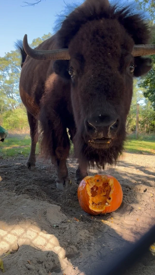 🦬🎃 Bison cronching on pumpkin ASMR - relaxing fall vibes 🍂😌

Today Nutmeg enjoyed some tasty pumpkin as a special treat for her 23rd birthday! 🥳 Join us in wishing her a very happy birthday! 🧡

Thanks again @confredafarms for the pumpkins! 🎃❤️