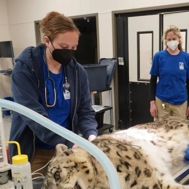 It's #NationalVetTechWeek! We are so thankful for our incredible vet techs all year round. 💙

We are beyond grateful for the dedication, love, and care they show to every animal that calls the Zoo home. A special shout out to our vet tech Abby for providing amazing care and support for our animals and veterinarians while keeping it fun and exciting! 😆