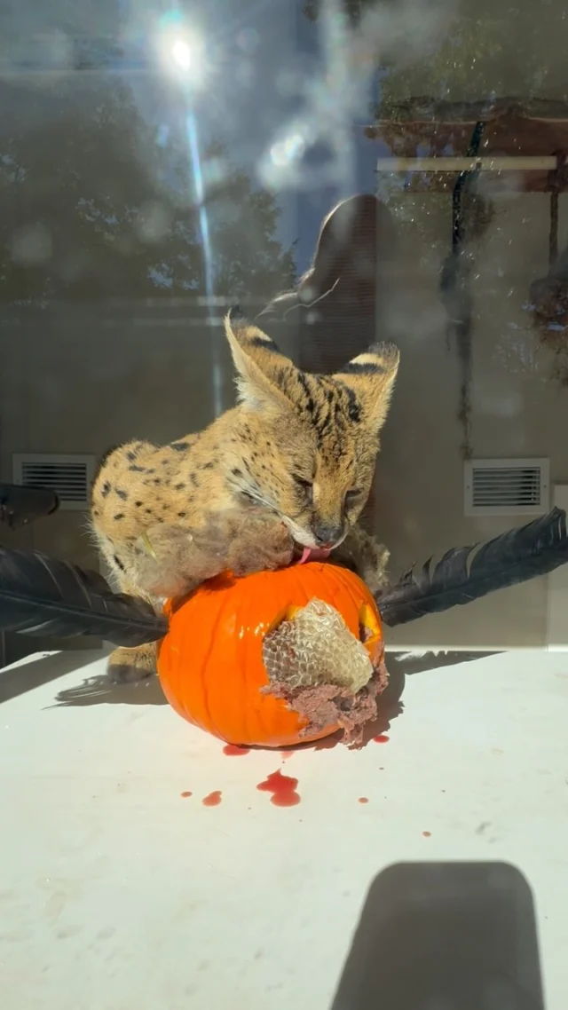 A behind-the-scenes look at a zookeeper making some spooky enrichment for our servals, Velma and Sav! 🎃

Our dedicated zookeepers put a lot of thought and effort into new and creative ways to enrich our animals lives. During this time of year we do a lot of pumpkin enrichment because it’s fun and festive, but more importantly, it’s amazing for our animals! All of the different textures, smells, and tastes included in this enrichment encourage natural behaviors and stimulate the senses of our servals. Thanks to keeper Jillian for taking us behind-the-scenes for a look at what goes into the fun! 👻