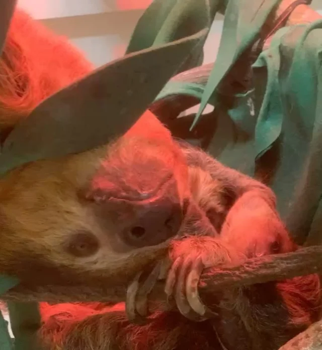 🦥❤️ A sweet family moment with baby Scout to end International Sloth Day! 

A sloth birth is very exciting for our Zoo and significant for the Linne’s Two-Toed Sloth Species Survival Plan (SSP). The SSP aims to maintain a healthy and genetically diverse population by working collaboratively to breed sloths across different zoos and aquariums worldwide. Shout out to our incredible keepers and animal care team for the important work and research they are doing every day to help ensure the survival of this species! 🤗 

#slothday #internationalslothday #speciessurvival #conservation #sloths #zoo #rwpzoo