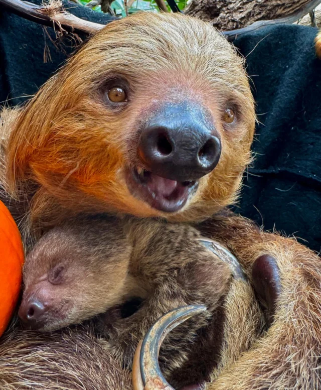 A baby sloth announcement feels like the perfect way to celebrate Sloth Day! 🥰 Help us welcome this sweet baby, Scout! 🦥

Baby Scout and mom Fiona are both doing great. Fiona is an excellent momma, and they are bonding beautifully. They are starting to explore the rainforest habitat more, so you may get the chance to see them out and about real soon! 🤗 #internationalslothday