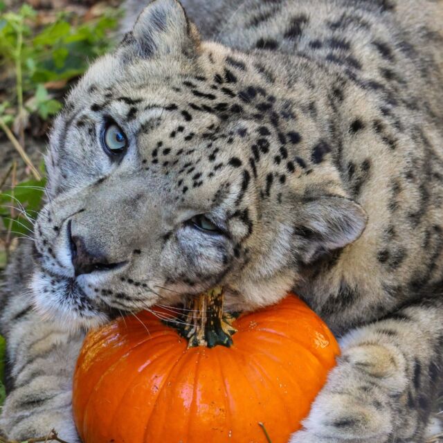 Happy World Snow Leopard Day! 🧡 Asha and Sabu celebrated with some pumpkin fun! 🎃 

Today is about spreading awareness and promoting conservation efforts that help protect these amazing felines. Every time you visit our Zoo, you’re supporting our conservation work here and around the world! Plus, it's the purr-fect cool weather to visit these two. 🍂

#snowleopard #conservation #WorldSnowLeopardDay2024 #SnowLeopardDay #adorableanimals #animalswithpumpkins #pumpkins #zoo #rwpzoo