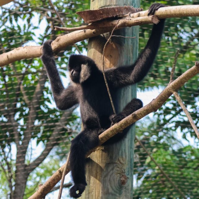 International Gibbon Day is gibbon us a good reason to celebrate Ari and Quon! 👏🏽

🌳These apes (yes, gibbons are apes!) are well-adapted to life in the trees and spend most of their time in the canopy, foraging for fruit, leaves, and insects.

🎵 Gibbons are known for their loud, melodious "morning chorus" calls, which they use to mark their territory and strengthen social bonds.

🔲 Males typically have black fur with white cheek patches, while females are often golden-brown or reddish-brown.

Join us in celebrating our white-cheeked gibbons today and every day! 💙