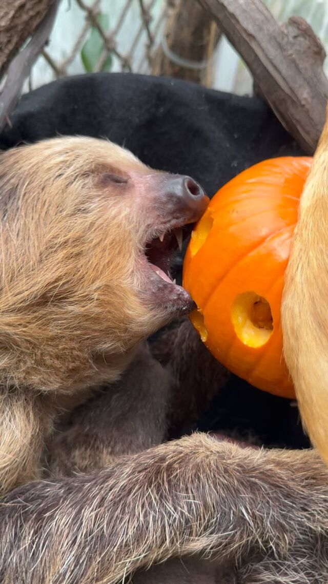 It’s a rainforest pumpkin party! 🎃

If you are visiting today for Spooky Zoo, don’t forget to stop by our Faces of the Rainforest exhibit for the chance to see baby Nora or baby Scout! 🧡