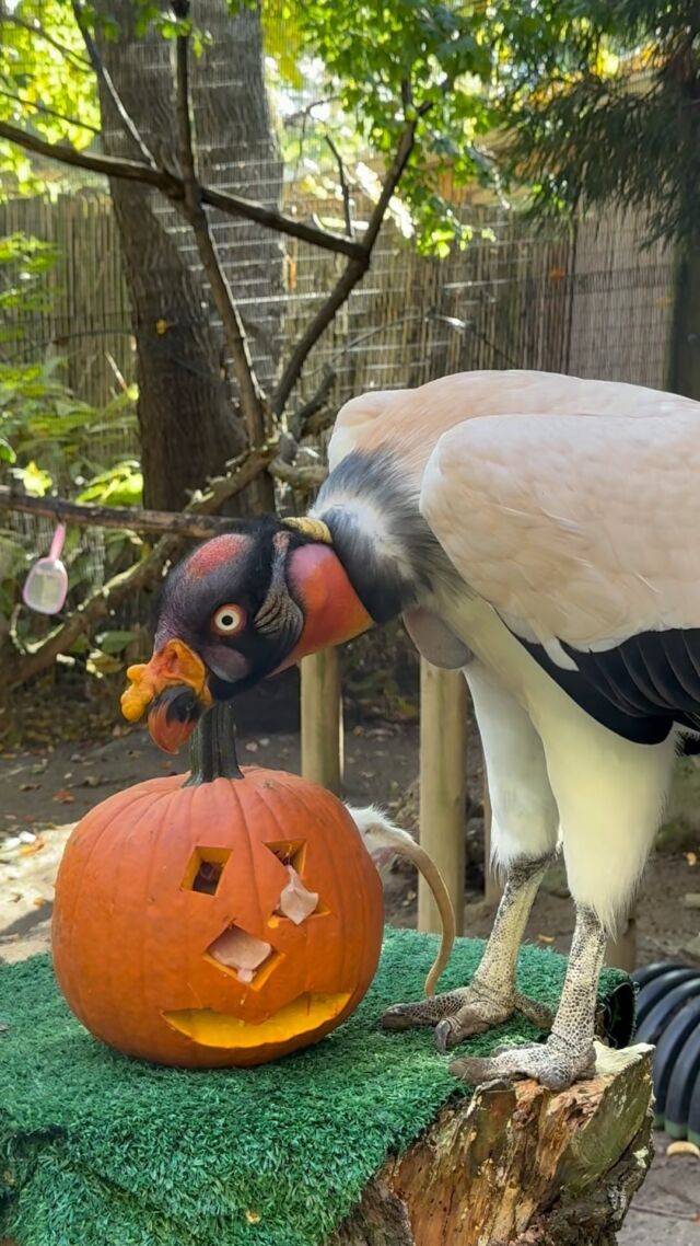 Halloween is cool! 👻🕷️🕸️🎃

And so are the keepers and everyone involved in making all of this fun Halloween / pumpkin enrichment for our animals! @confredafarms This wouldn’t be possible without your generous pumpkin donations. Have a safe and Happy Halloween everyone! 😁