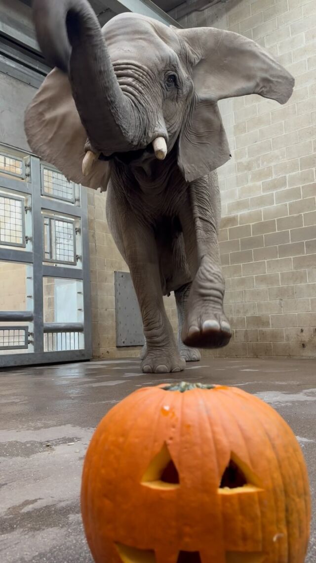 Kate is bringing a new meaning to trunk-or-treat! 🐘🎃