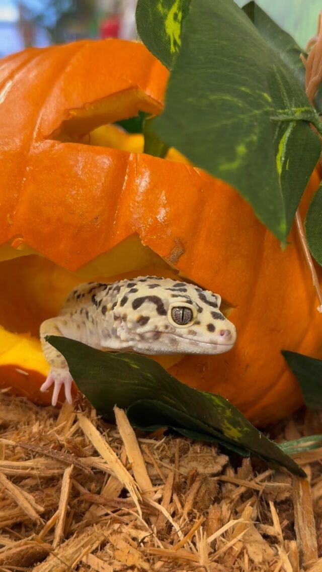 It’s HalloWEEK and some of our ambassador animals joined in on the spooky fun! 🕷️🕸️🎃

#spooky #halloween #cuteanimals #pumpkins #zoo #rwpzoo