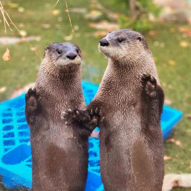 Grab yOur friends and Visit the zOo Tomorrow on Election day! 🦦

You otter know we are open 10am - 4pm for some fall Zoo fun! 🍂