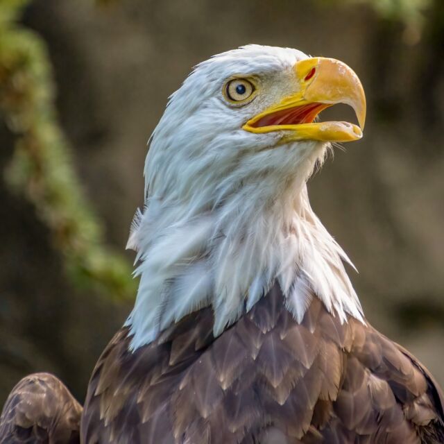 Happy Veteran’s Day! We honor and thank all who have served our country.

Today and every day, active and military veterans receive 50% off Zoo admission for up to four guests. Simply show your military ID at the gate.

And don't forget! It's Food Truck Day at the Zoo TODAY from 11am-3pm. Enjoy delicious food, live music, and our amazing animals.