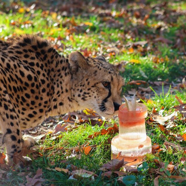 Happy 11th birthday to our cheetah sisters, Abbey and Jenga! 🥳 

It isn't a paw-ty without a blood ice cake to celebrate! 🎂 Leave a purr-sonal birthday wish in the comments to help us celebrate! 🎉