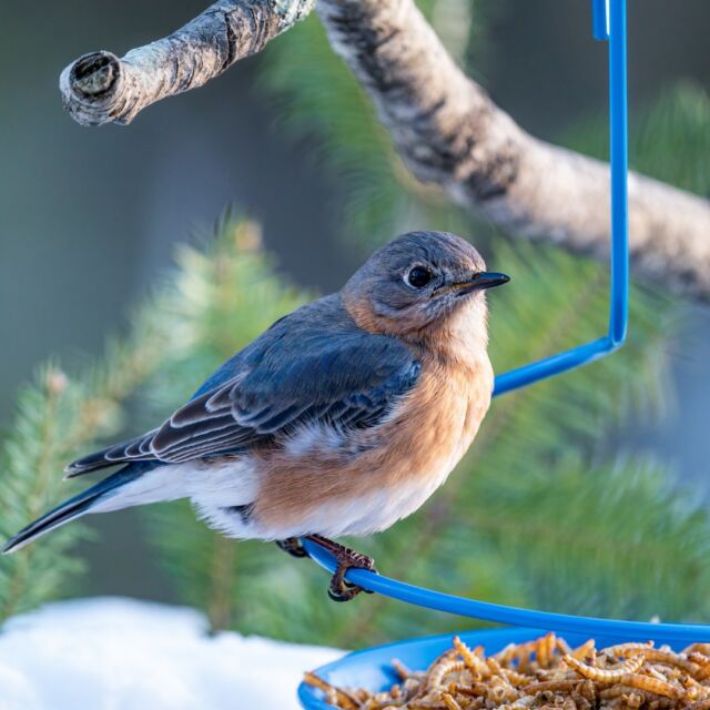 🐦 Grab your binoculars and load up on bird seed! Project FeederWatch is back for the 2024-2025 season! This community science opportunity allows you to contribute to vital research on bird populations across North America. 

Plus, the schedule is completely flexible! Count birds every week, once a season, or for as much (or as little) time as you like. Every observation helps! Get started >> feederwatch.org

What birds are you hoping to see? Let's celebrate the joy of birds together.

#songbirdSAFE @safesongbirds #projectfeederwatch