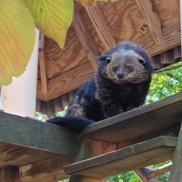 Poppy's got that 'golden hour' glow! ✨

#DidYouKnow the binturong is one of only two carnivores that have a prehensile tail! The other is a kinkajou.