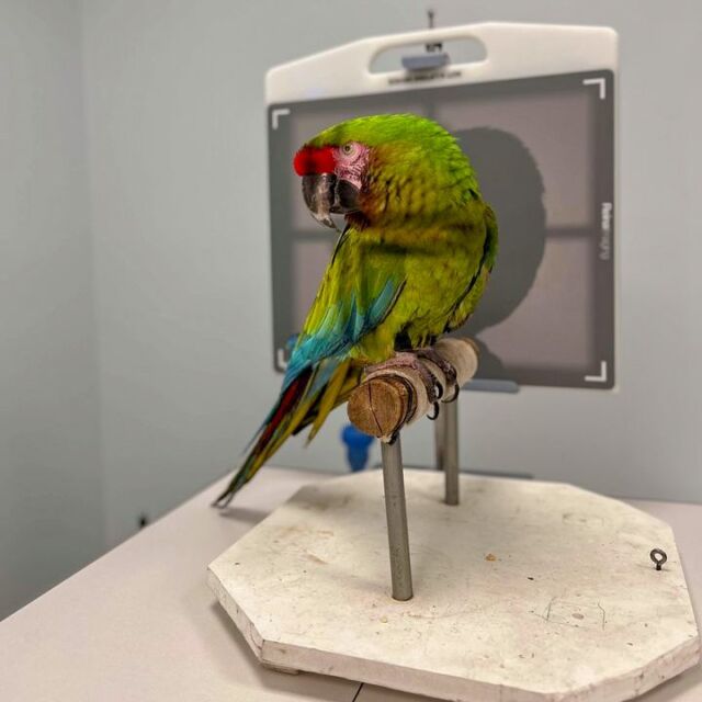 From daily check-ups to emergency care, our veterinary team is dedicated to providing top notch care to each animal - like our military macaw, Xochi!

Xochi recently participated in a voluntary radiograph during a routine medical exam after showing signs of discomfort. As an older parrot, she is prone to "egg binding" (having difficulty passing normal eggs). The radiograph determined there was no egg, so our veterinarians elected to increase her water intake and monitor in case she had some mild constipation. "Xochi is doing better and seemed to resolve on her own," said Dr. Jessica Lovstad. 

This care is not possible without YOU! Will you help us to continue to provide the best medical care to Xochi and the other animals at the Zoo? Visit link in bio or bit.ly/rwpzoo_give to donate. ❤️