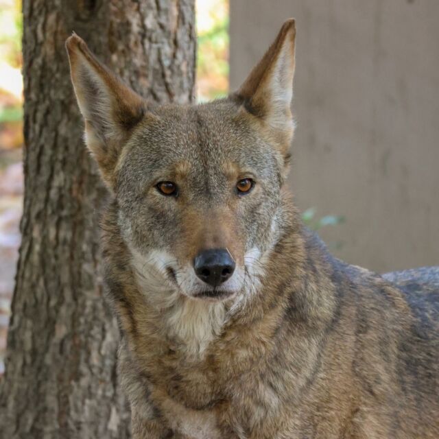 Happy Frye-day! Learn more about our red wolves Frye and Saluda ⬇️

Did you know that RWPZoo is a part of the red wolf recovery program? This means that human contact with our red wolves is minimized to promote avoidance behavior and to support pair bonding, breeding, pup rearing, and healthy pack structure. The red wolf recovery program evaluates and selects wolves from Red Wolf SAFE facilities for release to the wild based on their genetic makeup, reproductive performance, behavior, and physical suitability. This breeding program has saved the red wolf from extinction and is an essential component of red wolf recovery!

This means Frye and Saluda are a recommended breeding pair by this program, and both eligible for release at any point. This also explains why we limit human interaction with them and have "quiet zones" around their habitat. Frye is still a bit on the shy side, but he and Saluda are getting along well and doing great. 🤗