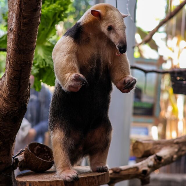 Happy World Anteater Day from our Southern Tamandua Sal and our giant anteater Delilah!🌎

#Didyouknow - Anteaters don't have teeth! They use their large sharp claws to break open ant nests (or in Delilah's case, a coconut as a special treat) and their long, sticky tongue to lap up their food!

Special thanks to our keepers for the coconut themed enrichment and to our "Breakfast with the Rainforest Residents" attendees for signing our World Anteater Day banner and celebrating with us! 🎉