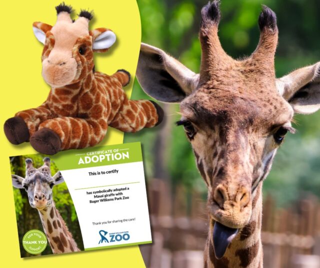 Adopt-an-Animal & give the gift of wildlife! 🎁 For a limited time, we're including TWO FREE RWPZoo daytime admission passes with your plush purchase! 

Hurry, this offer ends 12/2! ⏰ Your adoption helps support amazing animal care. 

Each adoption box includes: A cuddly 12-inch plush animal (choose from 10 adorable species!), animal photo and fact card, and more!

🐘🦒🦥Shop now>> Link in bio