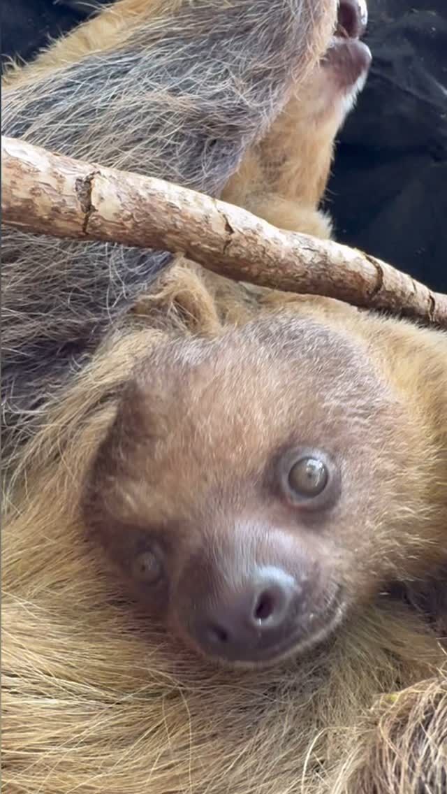 Slow your scroll for some baby Scout sweetness! 🦥

Mom Fiona and baby Scout shared a sweet potato treat this afternoon. They are both enjoying lots of snuggles and snacks together, and baby will hang on to mom for up to about a year as they explore the rainforest! We are still waiting on official confirmation of Scout’s gender, and we will be sure to update soon. 🥰