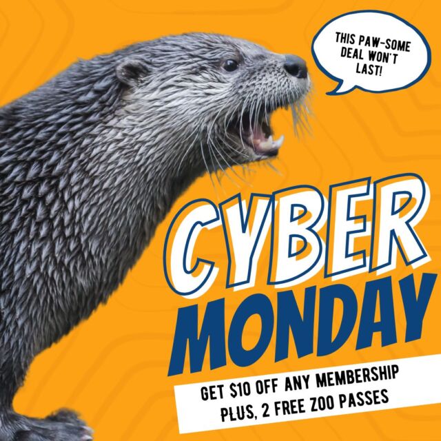 NOW through Cyber Monday 🎁🦦 $10 OFF memberships + 2 FREE PASSES with code CYBER2024. 

Visit >> rwpzoo.org/membership
Unlimited zoo visits, discounts on events, and more! Give the gift of wild fun this holiday season.