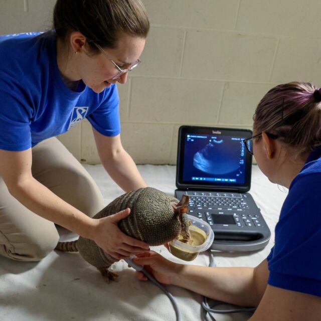 With your support this #GivingZooDay, we can continue to provide top-notch veterinary care for all of the animals that call our Zoo home!

From ultrasounds and blood draws to critical surgeries, our veterinary team is here working day and night to save and improve the lives of the animals in our care. The cost of medical care and supplies keep going up, and a gift today could provide vaccines for a sloth, or an ultrasound for an armadillo. 

Every contribution counts: bit.ly/rwpzoo_givingzooday or link in bio to donate.💙