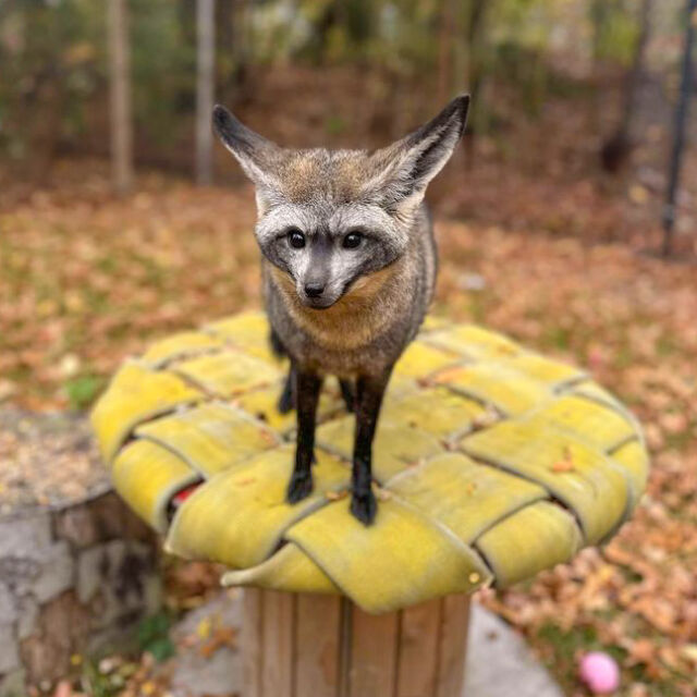 When your Monday plans involve looking absolutely adorable. 🥰

Mokala’s oversized ears, measuring around 5 inches, aren't just cute; they're functional too. This bat-eared fox not only hears exceptionally well but also uses them to regulate her body temperature.