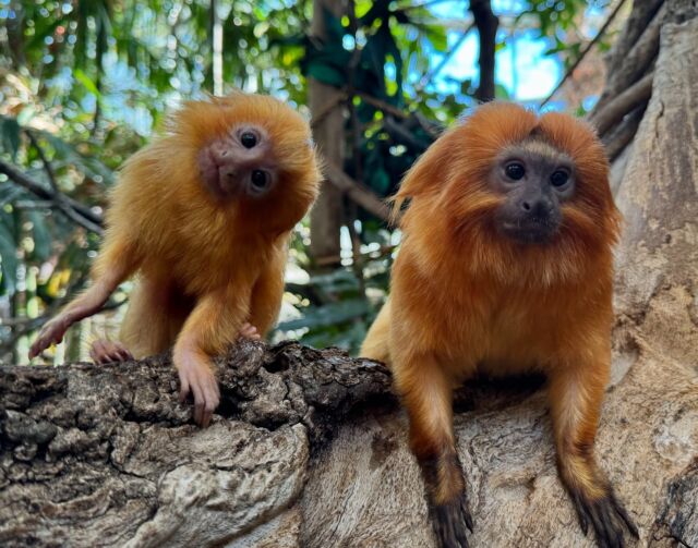 Brightening your feed with a dose of pure tamarin silliness 🥰