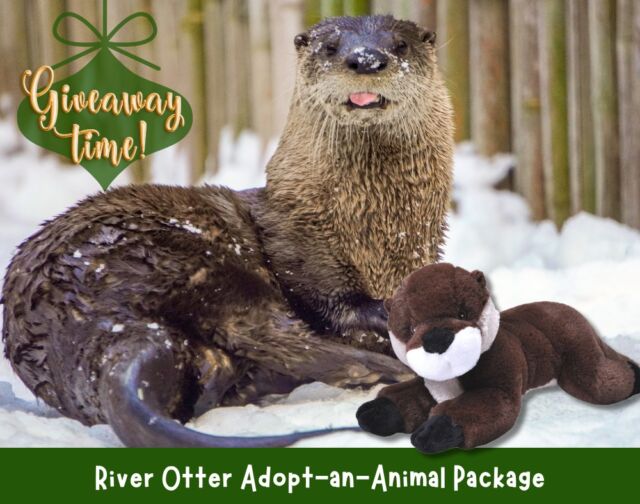 🦦🎁 'Tis the season for giving, and we’re spreading the holiday cheer with 5 WEEKS of AMAZING GIVEAWAYS!

This week, we're giving away an adorable River Otter Adopt-an-Animal Package! 

TO ENTER: 
1. Like this post!
2. Comment with your favorite zoo animal.

A lucky winner will be chosen at random on Thursday, December 5th. Stay tuned for more wild giveaways each Tuesday throughout the month of December!

No purchase necessary. This promotion is in no way sponsored, endorsed or administered by, or associated with Meta. We will never ask for any financial information or to click external links. Please beware of potential scams.